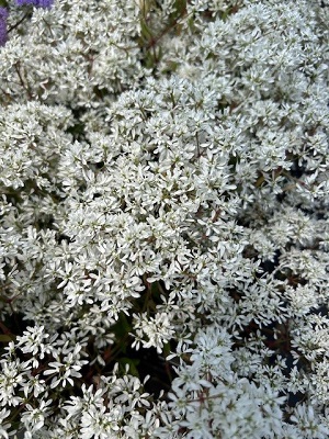 EUPHORBIA Flurry